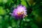 Bees collecting nectar. Close up view