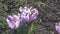 Bees collecting nectar on spring violet crocus flowers. Handheld. 4k slow motion