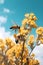 Bees collecting nectar on yellow flowers against blue sky background. Generative AI