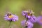 Bees collecting pollen