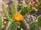 Bees are Collecting Pollen at Blooming Pricky Pear cactus at Laguna Coast Wilderness Park