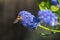 Bees collecting pollen from a Californian Lilac bush, ceanothus thyrsiflorus