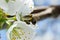 Bees collecting pollen from cherry blossoms in spring