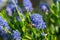 Bees collecting pollen from a garden Californian Lilac bush, ceanothus thyrsiflorus