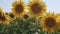 Bees collecting pollen from several sunflowers