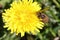 Bees collecting pollens in yellow flower