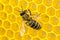 Bees complete work on creating honeycombs