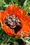 Bees congregating inside a Poppy