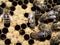 Bees crawl around capping brood in brood chamber. newborn on bee