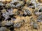 bees crawl around capping brood in brood chamber. newborn on bee