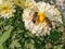 Bees on daisy flower head