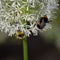 bees on decorative garlic flower
