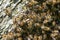 Bees in a detailed plan, a swarm of bees was shot under a macro lens.