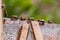 Bees drink water from a wooden board.Insect in nature