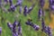 Bees eating nectar in lavender fields. Insects concept