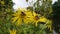 Bees feasting on yellow flowers