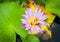 Bees feeding and pollinating in water lily flower