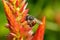 Bees find nectar on orange flowers in nature.