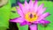 Bees find sweet on pollen of light pink lotus flower blooming in pond