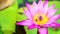 Bees find sweet on pollen of pink lotus flower blooming in pond