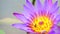 Bees find sweet on pollen of purple lotus flower blooming in pond