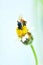 Bees are finding nectar from grass pollen