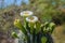 Bees in flight, enroute to Saguaro cactus flowers