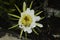 Bees in a flower in Brazil