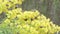 Bees, flower flies and locust borer feeding on goldenrod