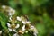 Bees and flower Raspberry