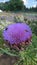 Bees on a flowering artichoke