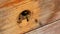 Bees fly out and fly into the round entrance of a wooden vintage beehive in an apiary close up view