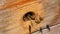 Bees fly out and fly into the round entrance of a wooden vintage beehive in an apiary close up view