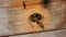 Bees fly out and fly into the round entrance of a wooden vintage beehive in an apiary close up view