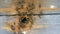 Bees fly out and fly into the round entrance of a wooden vintage beehive in an apiary close up view