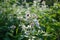 Bees fly over blackberry flowers in June. Berlin, Germany