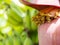 Bees fly to collect sweet nectar from banana flowers. the background is a Banana bunch.