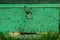 Bees fly into a wooden colored beehive. Beekeeping work on the apiary. Selective focus.