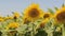 Bees Flying around Yellow Sunflowers