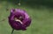 Bees flying on poppy flower