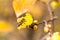 Bees foraging on wintersweet flower