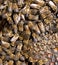 Bees on a framework with honey in the apiary