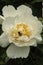 Bees gather honey in the flower heart of peony