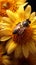 Bees gather sunflower nectar, dusted in yellow pollen, a pollination marvel