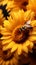 Bees gather sunflower nectar, dusted in yellow pollen, a pollination marvel