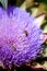 Bees gathering pollen on an artichoke blossom