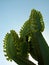 Bees gathering pollen from blossoms of Euphorbia ingens cactus or Candelabra Tree