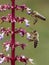 Bees gathering pollen on flower