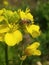 Bees are getting their food from flowers