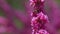 Bees Harvesting Pollen From Pink Judas-Tree. European Cercis Or European Scarlet. Close up.